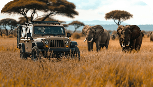Safari