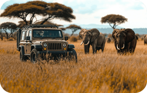 safari
