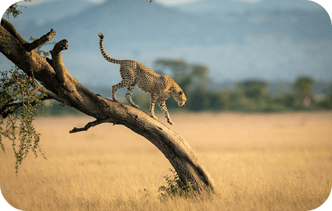 Tanzania