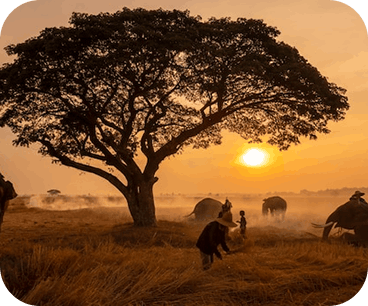Africa